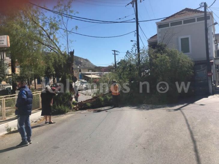 Έπεσε δέντρο στον Άγιο Θεολόγο - Άγιο είχε το διερχόμενο αυτοκίνητο