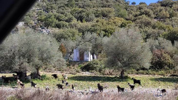 Στη σύλληψη αδέσποτων κατσικιών θα προχωρήσουν στην περιοχή του Αρχαγγέλου