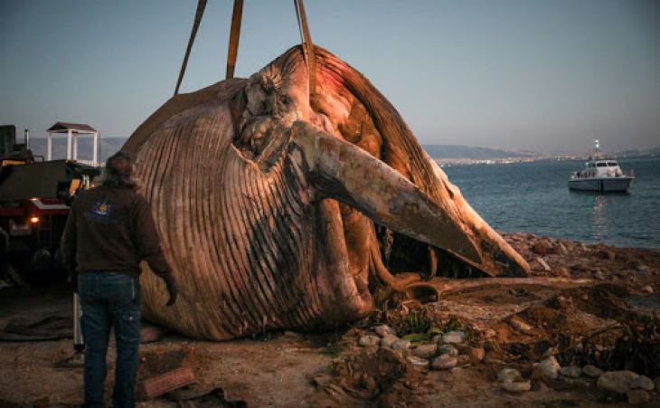 Μέτρα για την προστασία των θαλασσίων κητών λαμβάνει το ΥΝΑΝΠ