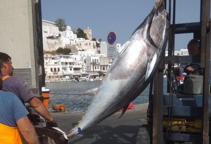 Νάξος: Καλύμνιοι ψαράδες ψάρεψαν τόνο ύψους 2,17 μέτρων και 153 κιλών