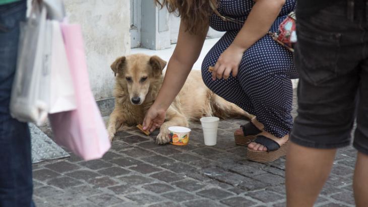 Επιχορήγηση Δήμων από το υπ. Εσωτερικών για αγορά τροφής και φαρμάκων σε αδέσποτα